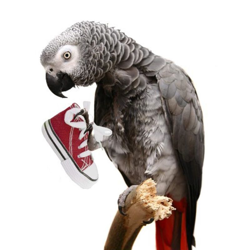 8 Pieces Parrot Training Chew Toys Set