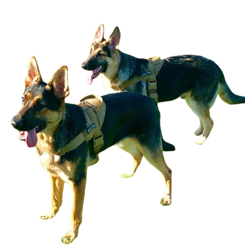 Big Dogs Harness Vest