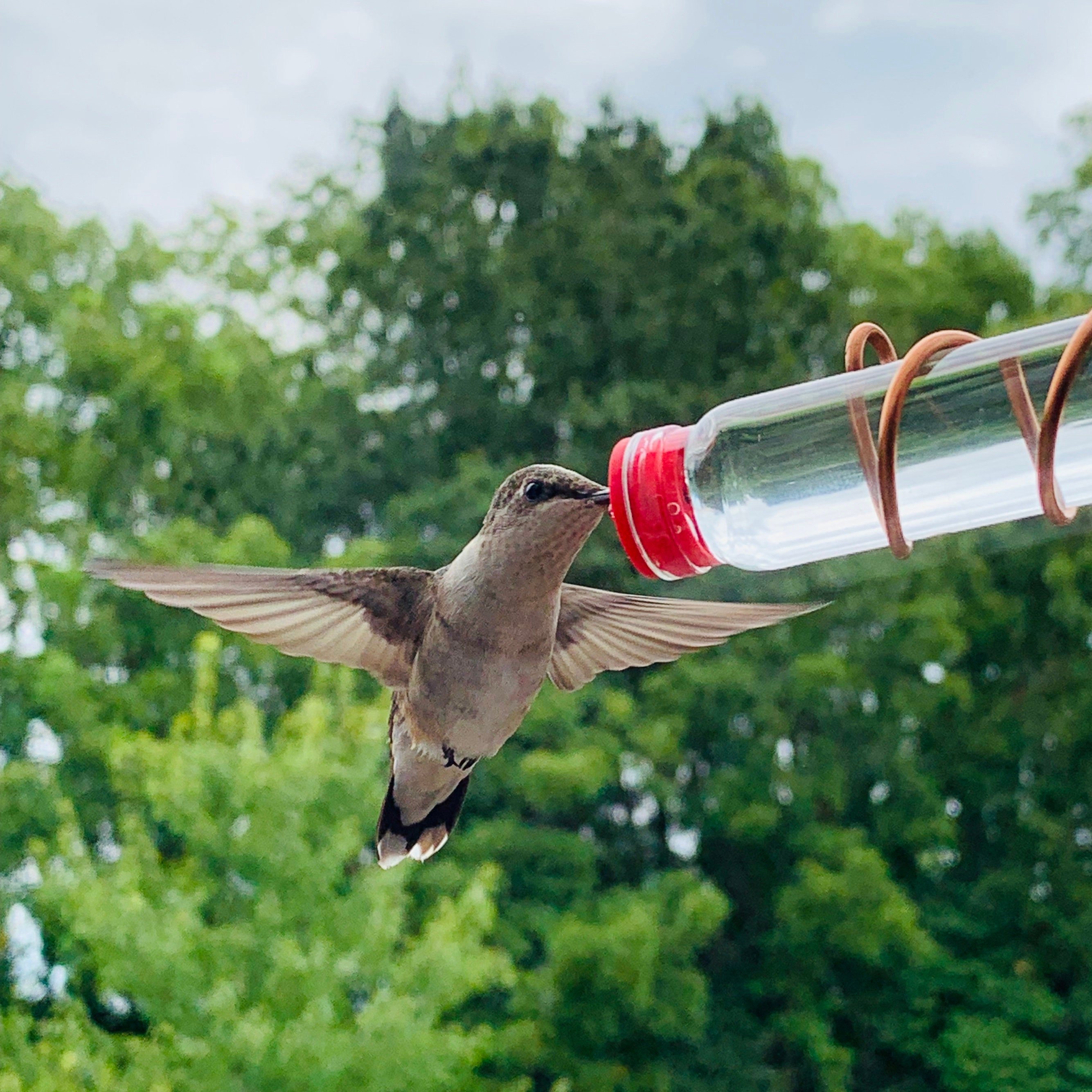 Geometric Window Hummingbird Feedere