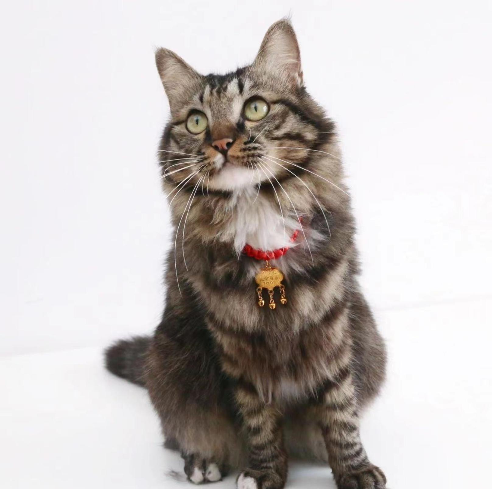 Pet Woven Red String Adjustable Collar With Chinese Style Forturne Pendants