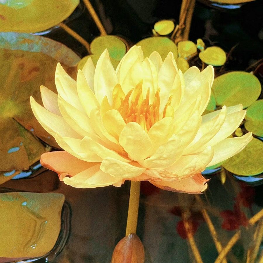 🔥Last Day 75% OFF💐The Sacred Bonsai Bowl Lotus Flower (7 days germination)