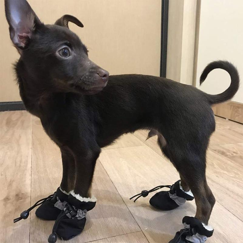 Insulated Winter Shoes for Dogs