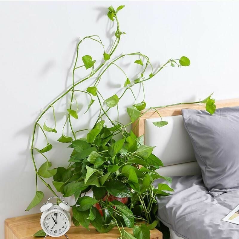 Plant Climbing Wall Fixture