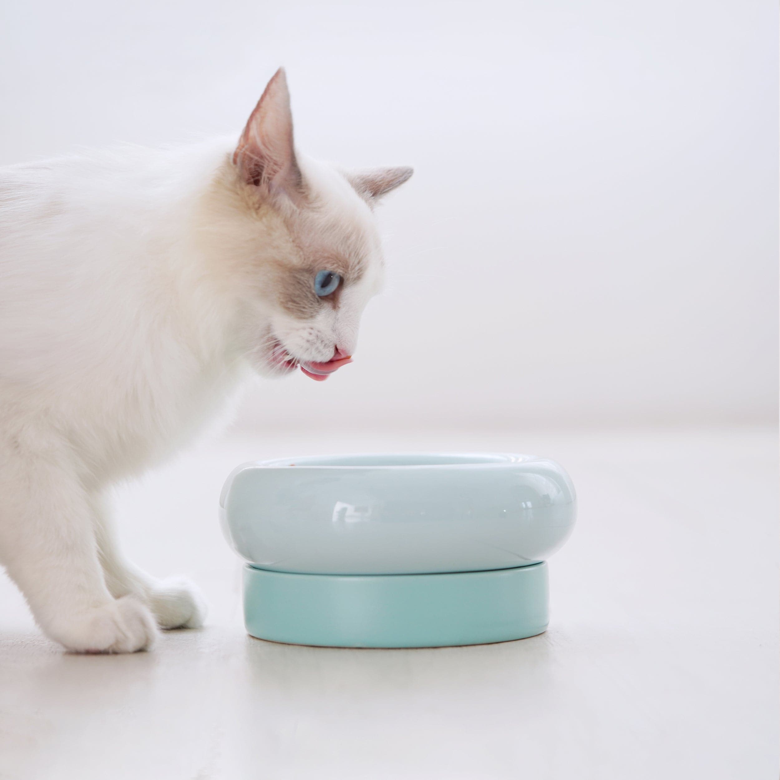 Bowl｜Dog Bowls & Cat Bowls｜