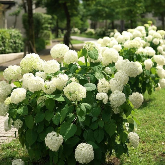 49% OFF--Outdoor Artificial Hydrangea Flowers💐