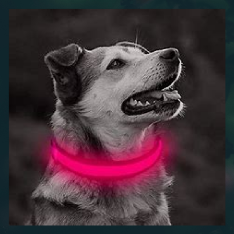 LED Dog Collar - USB Rechargeable - Glow In Dark