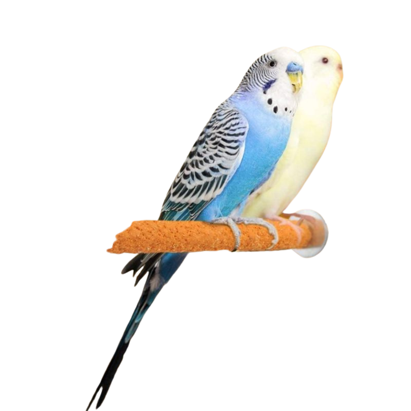 Set Of Chewing Toys For Birds
