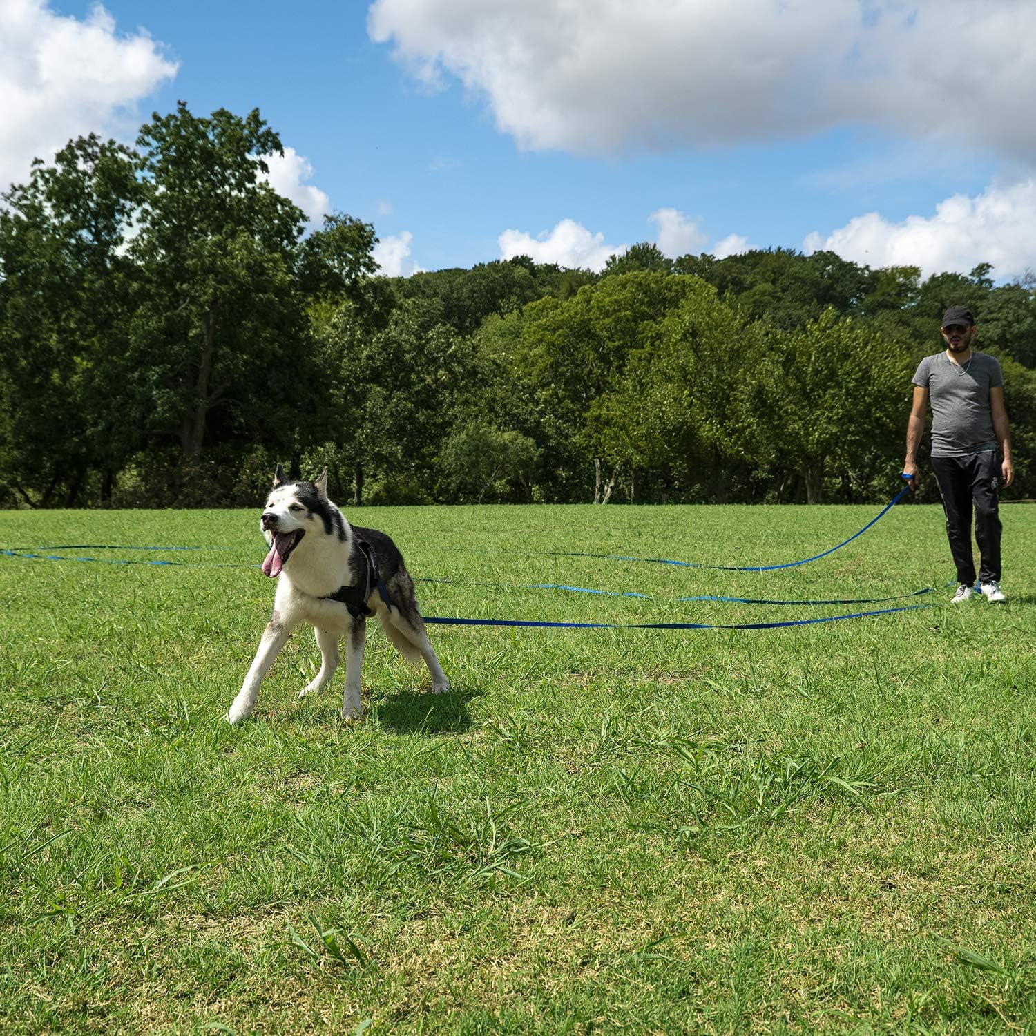 Dog Obedience Recall Training Leash