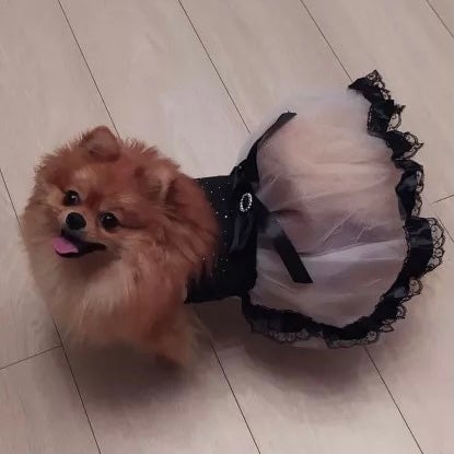Lace Bowknot Design Puppy Dress