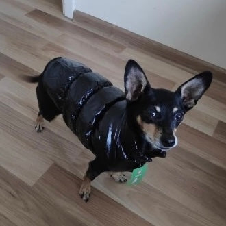 Cotton Padded Puppy Vest Jacket