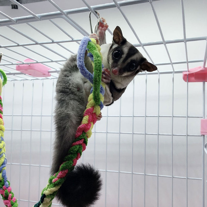 Parrot Climbing Rope Standing