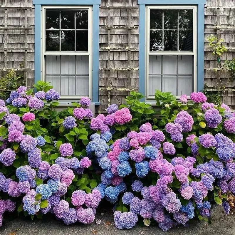 49% OFF--Outdoor Artificial Hydrangea Flowers💐