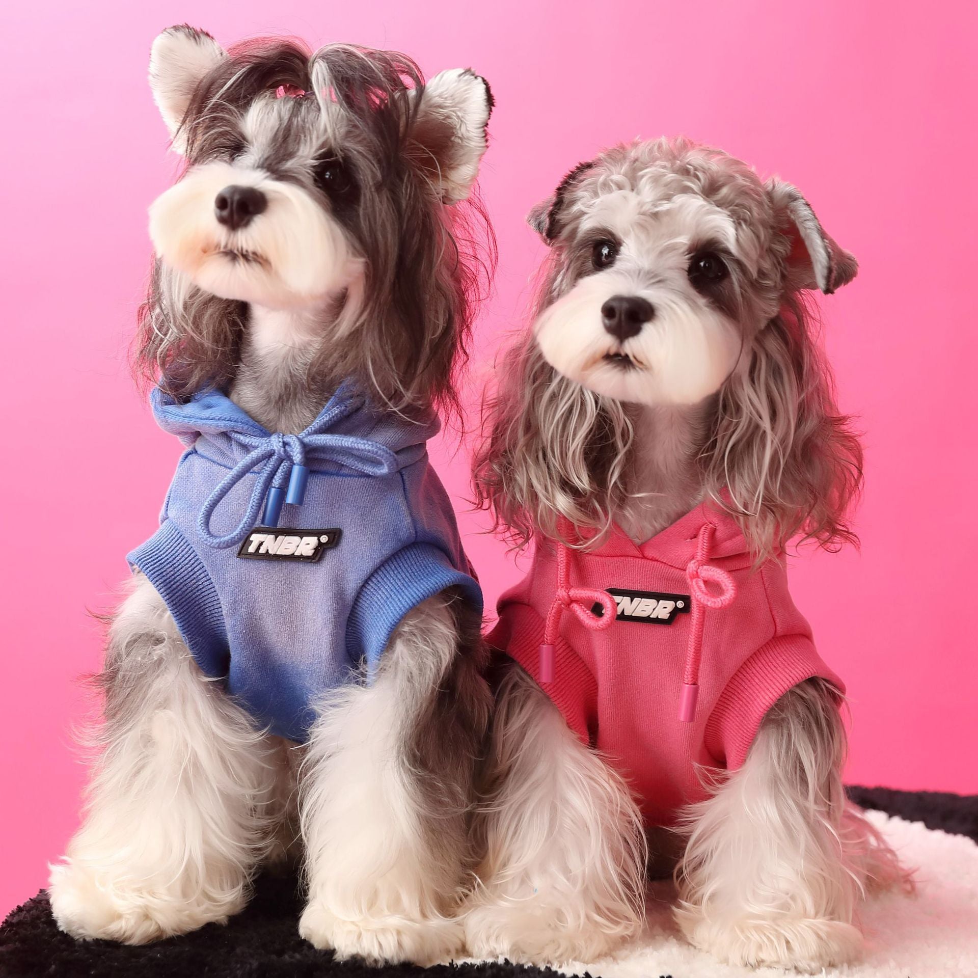 Letter Printed Dog Cat Short Sleeves Hoodie