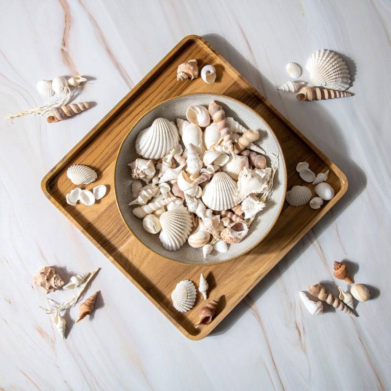 Decorative Sea Shells - Brown & White