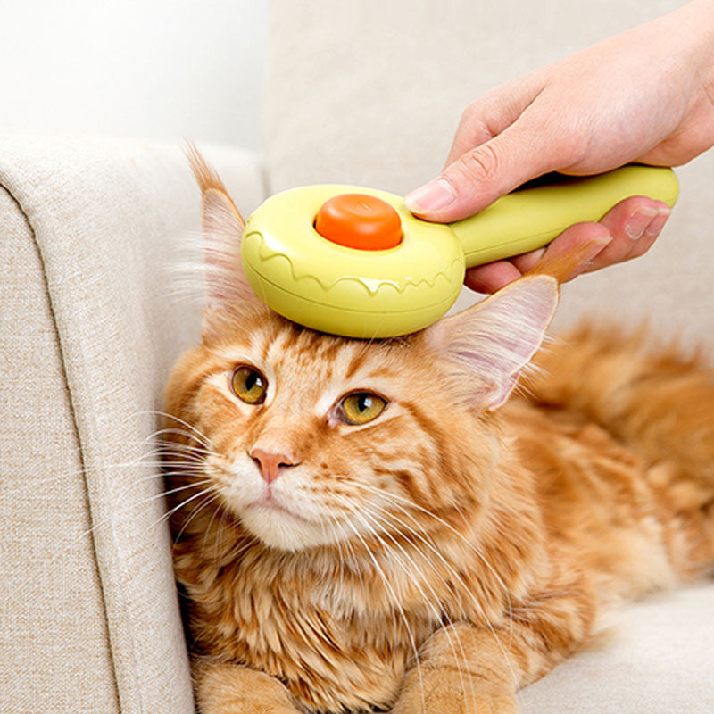 Donut Cat Groom