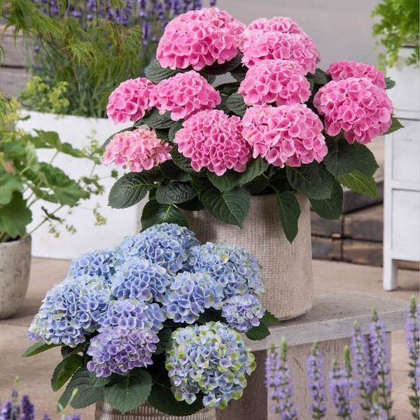 49% OFF--Outdoor Artificial Hydrangea Flowers💐