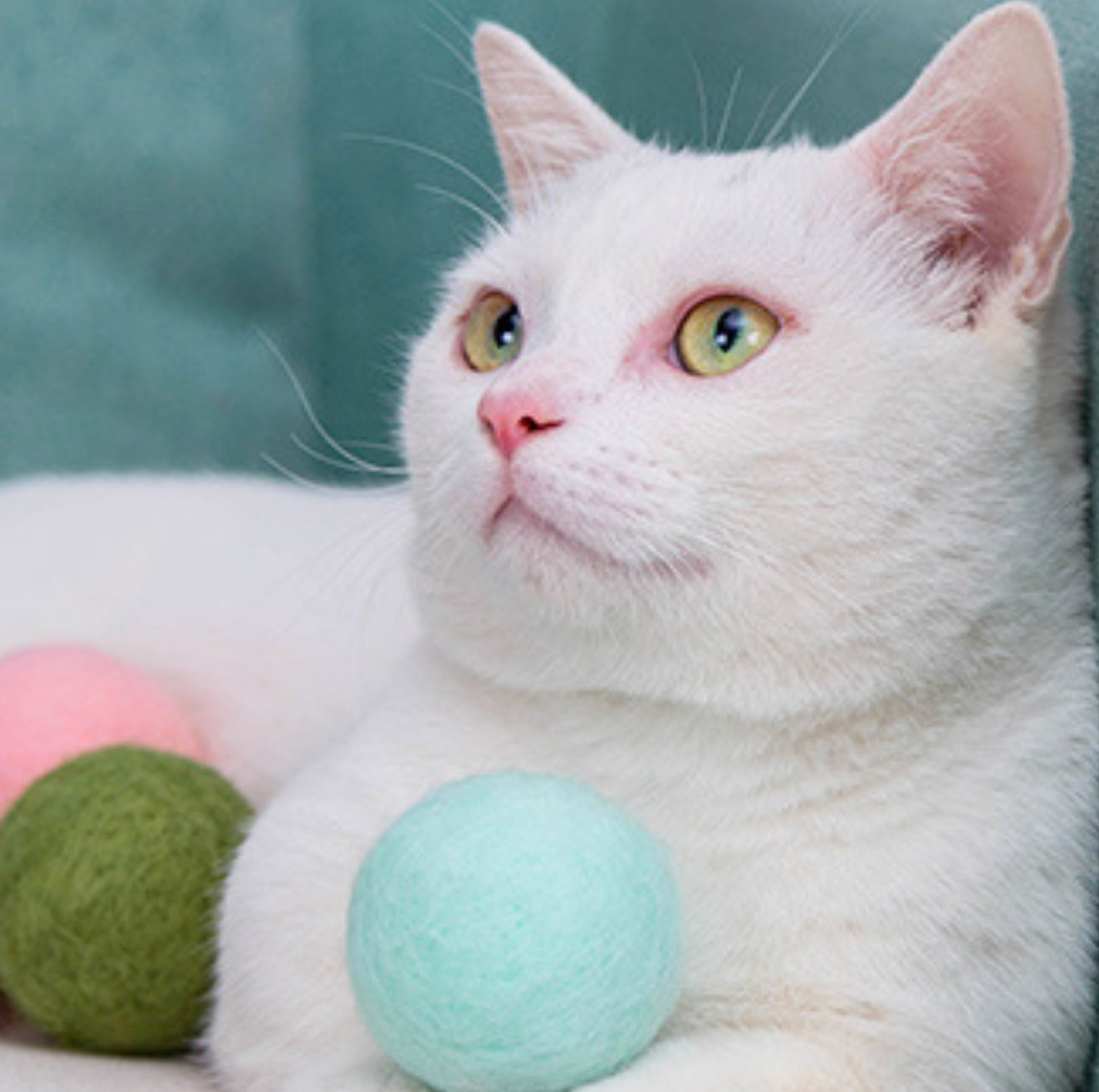 Colourful Woolen Cat/Dog Toy Ball Set (6pcs/comes with random colour)