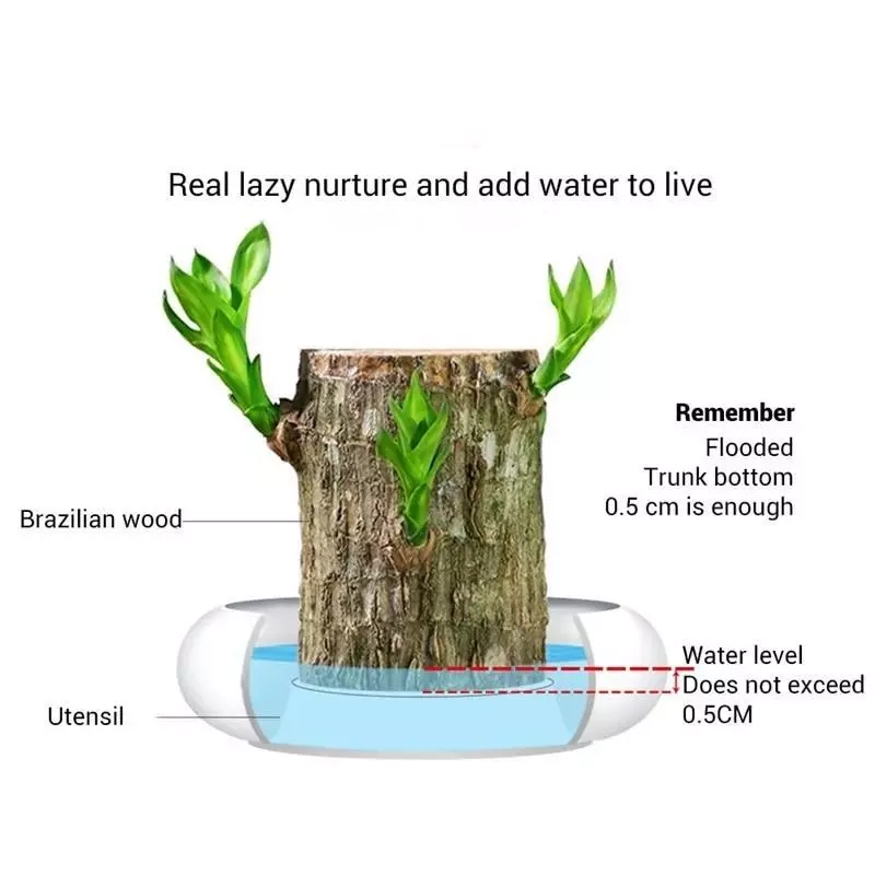 🍀Brazilian Lucky Wood Hydroponic Plants