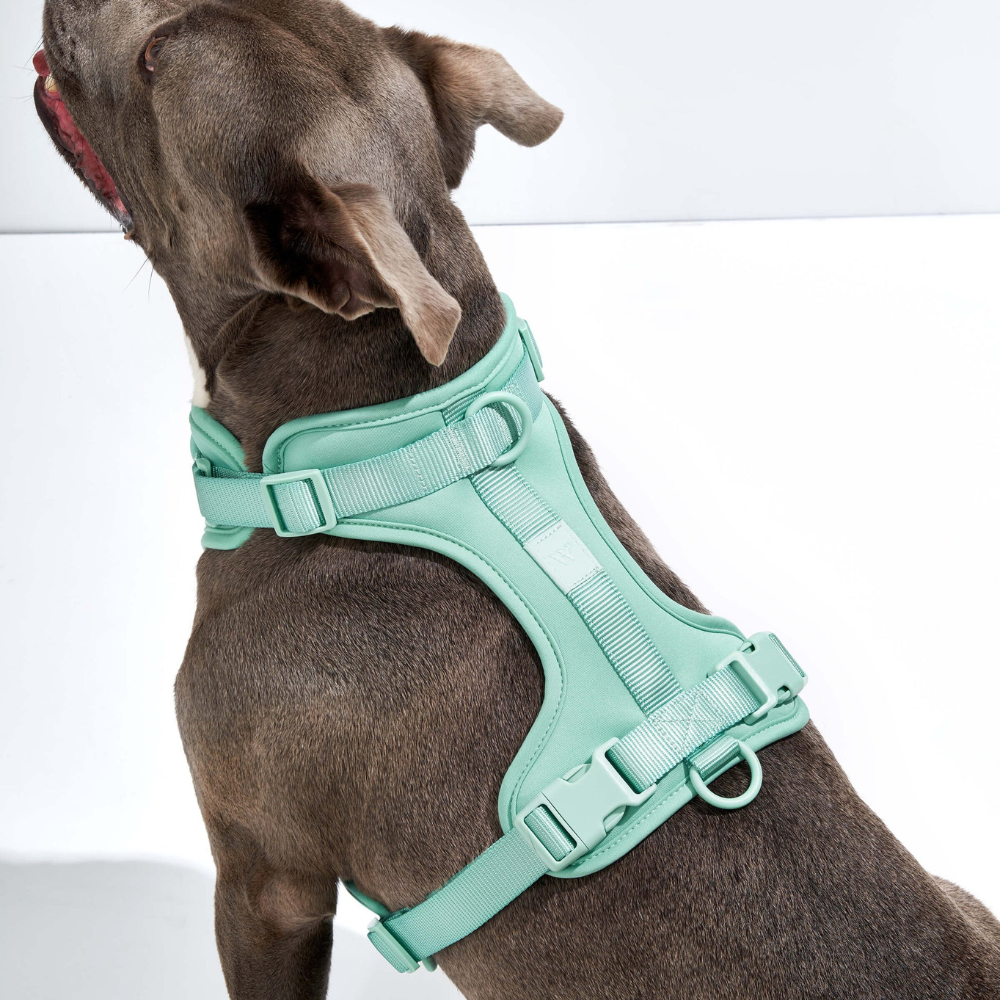 Wild One Dog Harness