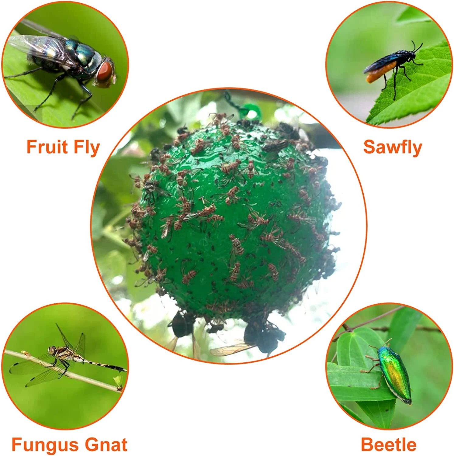 Hanging Environmental Fruit Fly Traps Sticky Traps