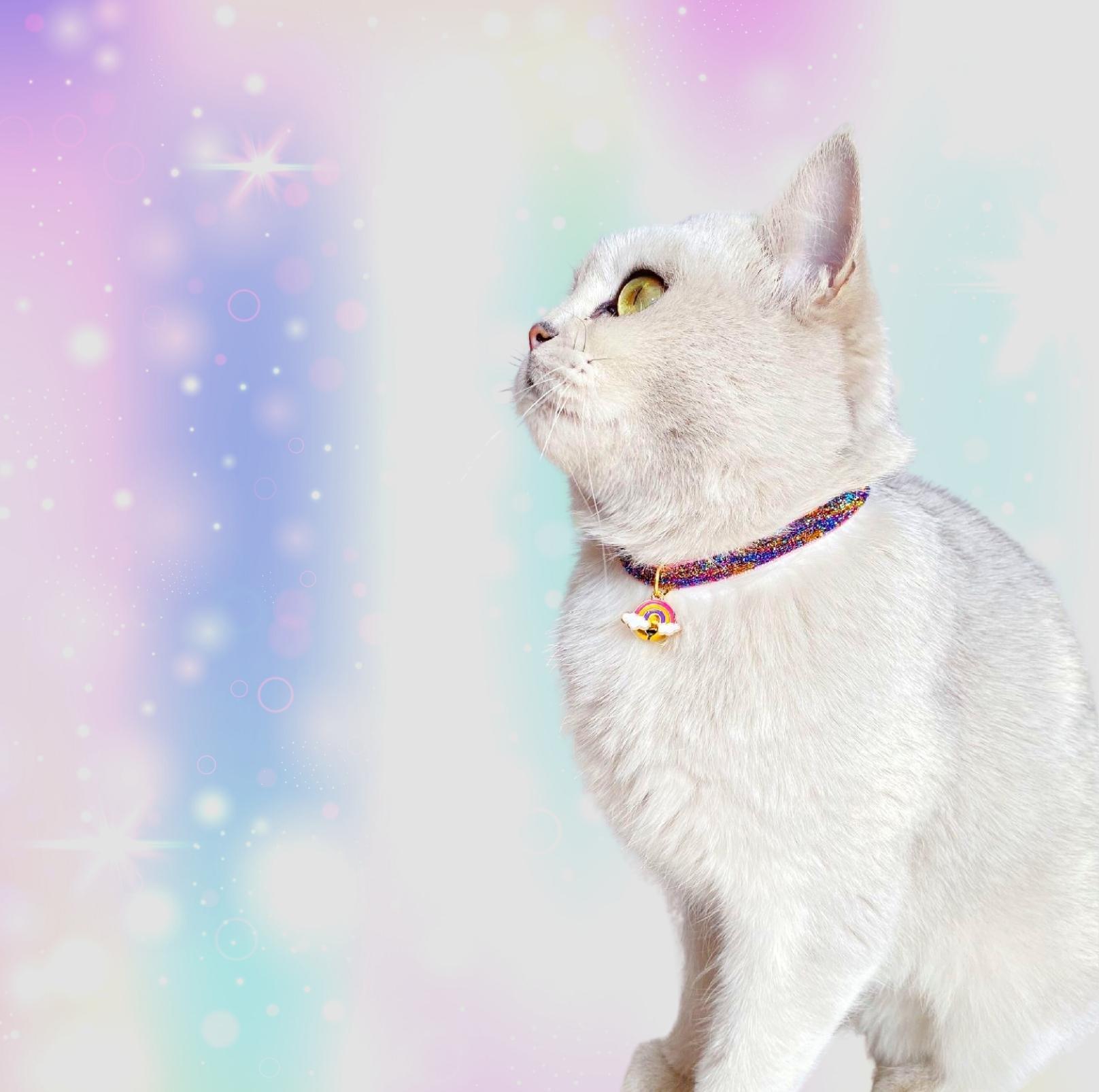 Rainbow Adjustable Pet Collar