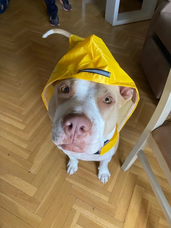 Reflective Big Dog Pet Raincoat Puppy Waterproof Windproof Hooded Dog Clothes