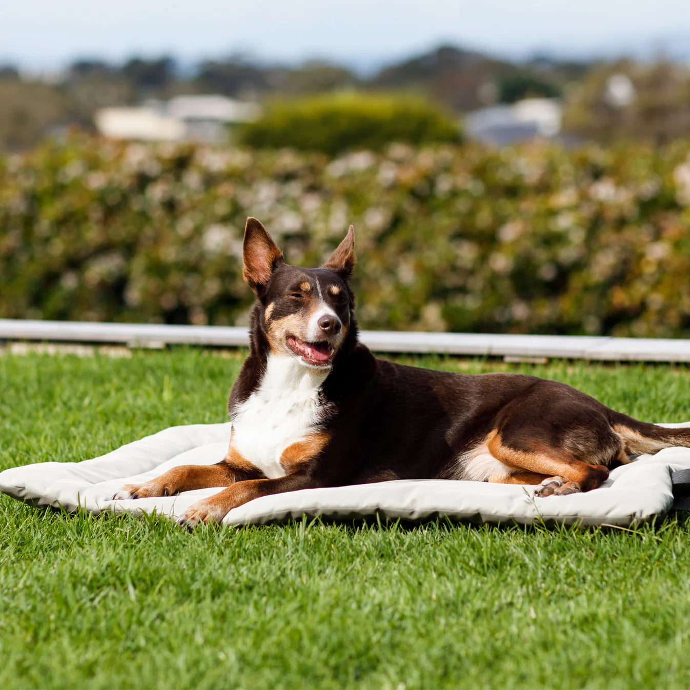 Roll & Go Outdoor Dog Travel Mat