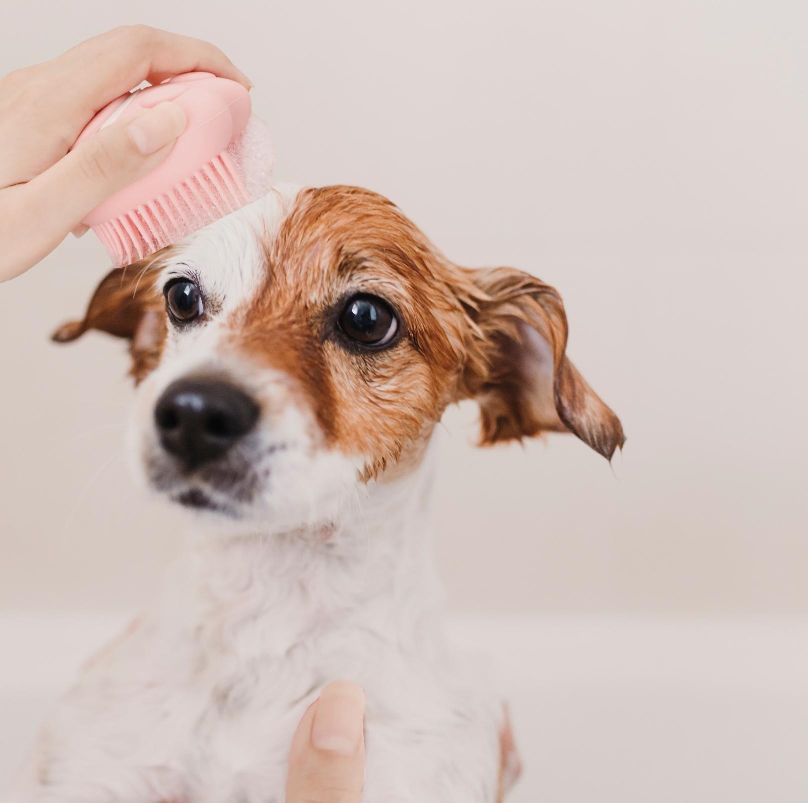 Cat Paw Shaped Pet Bathing Brush Massager - Gentle and Effective