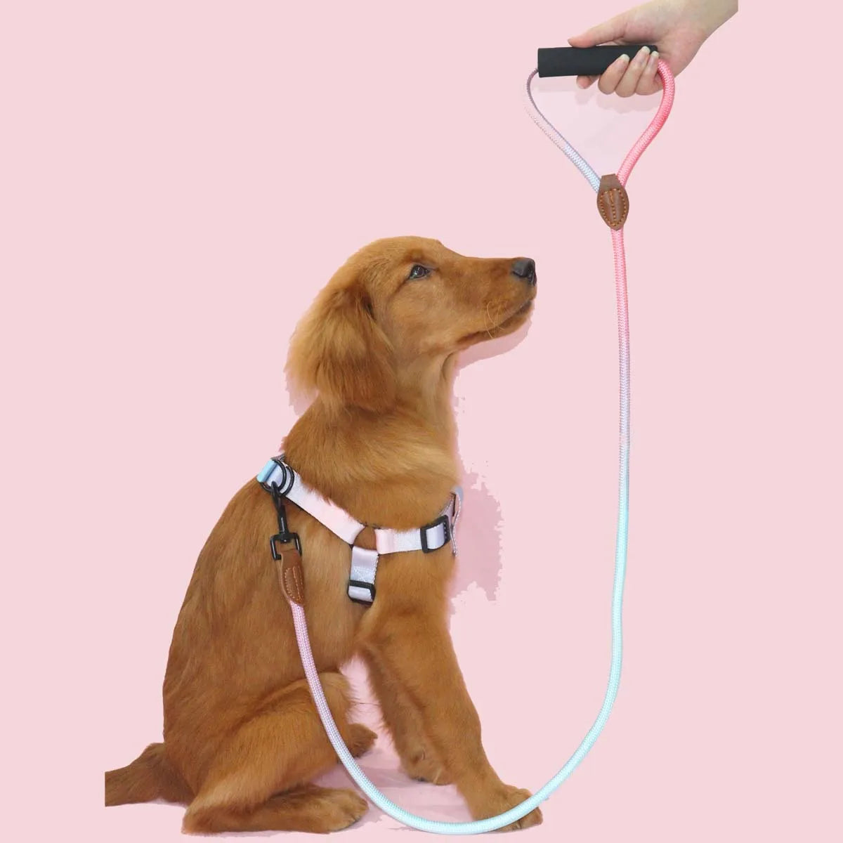 Gradient Dog Leash