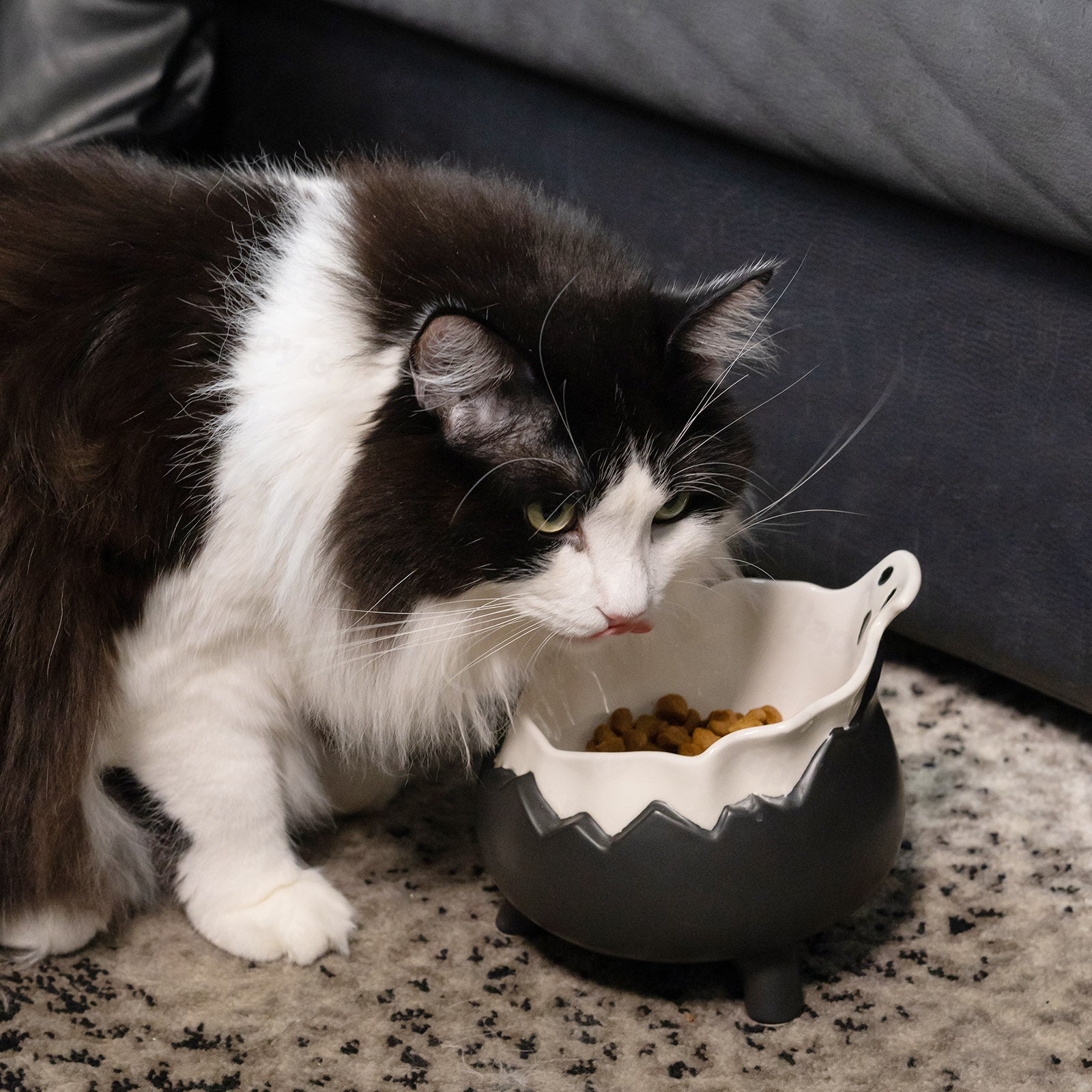 Spooky Cat Bowl