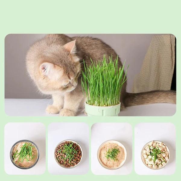 Cat Snack - Compre dois por R$109.85