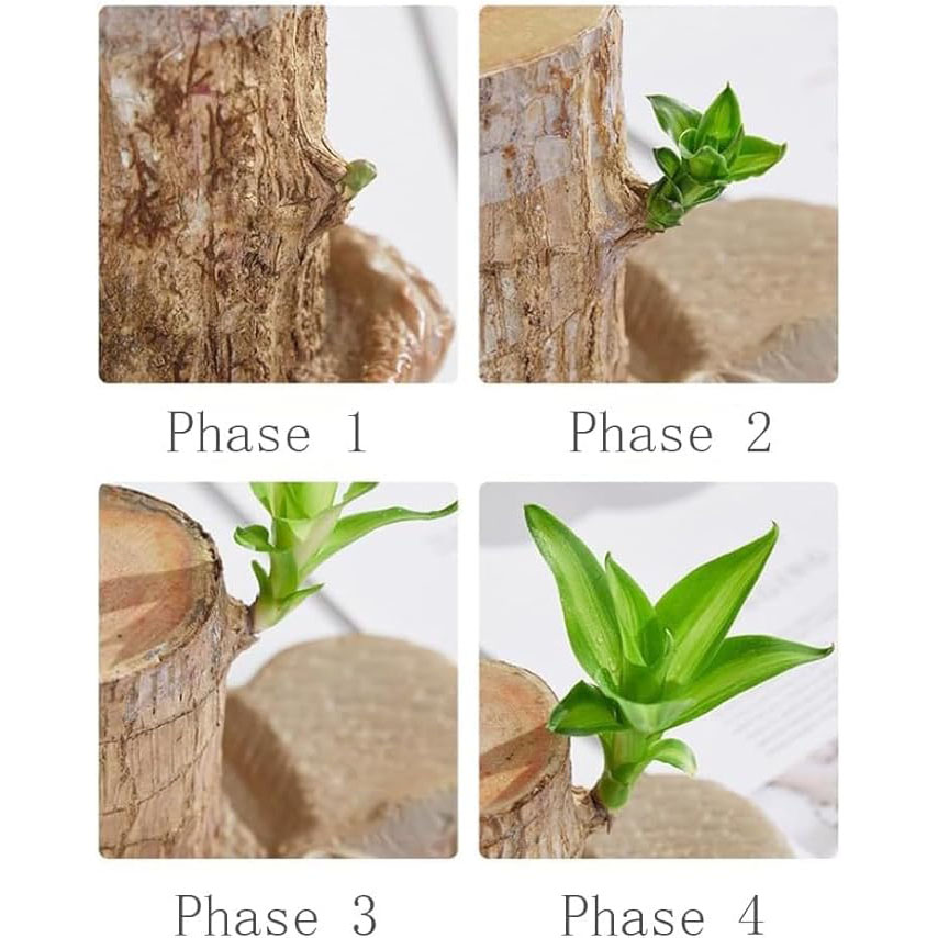 🍀Brazilian Lucky Wood Hydroponic Plants