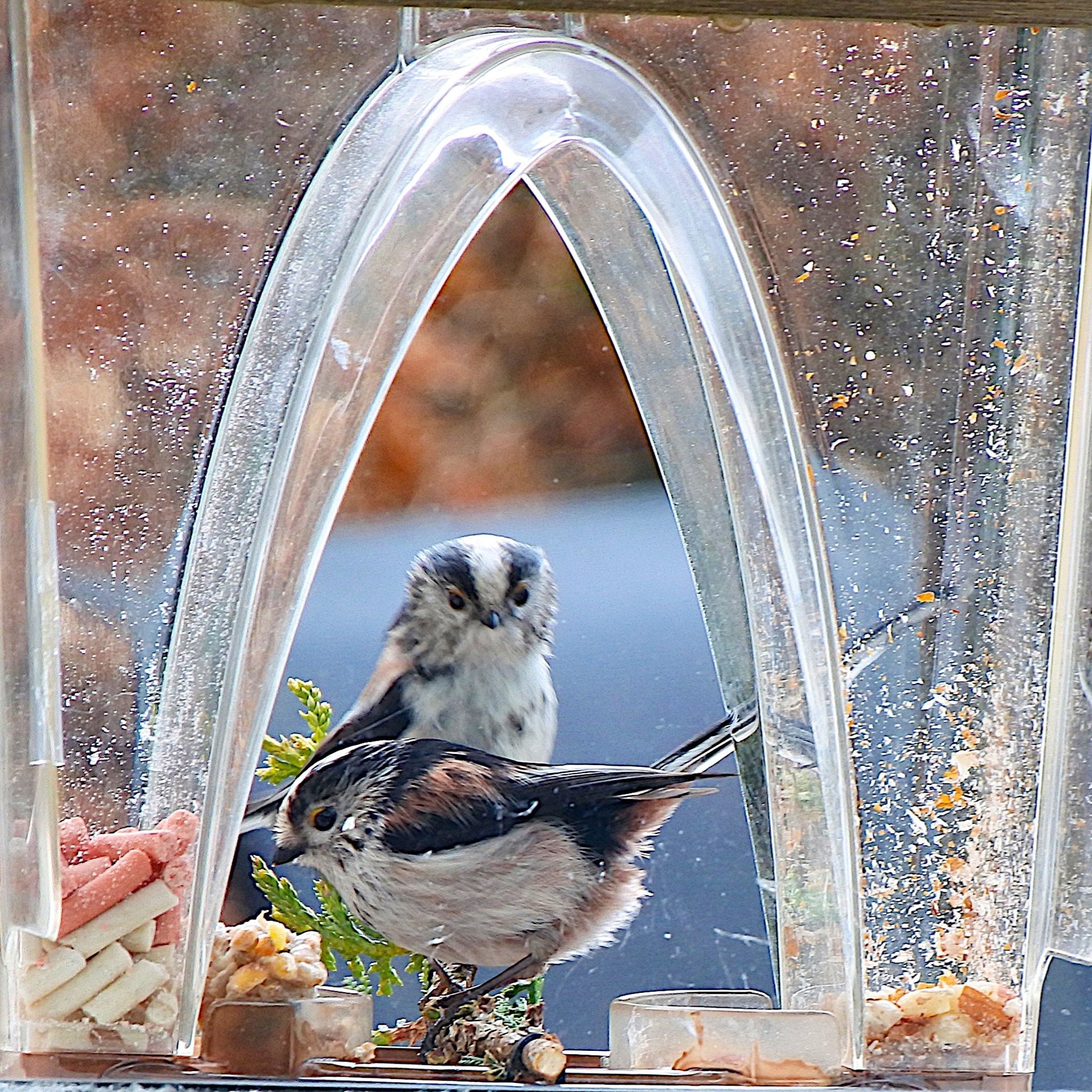 🐦2023 New Year Sale💝 Arch Window Bird Feeder🏠