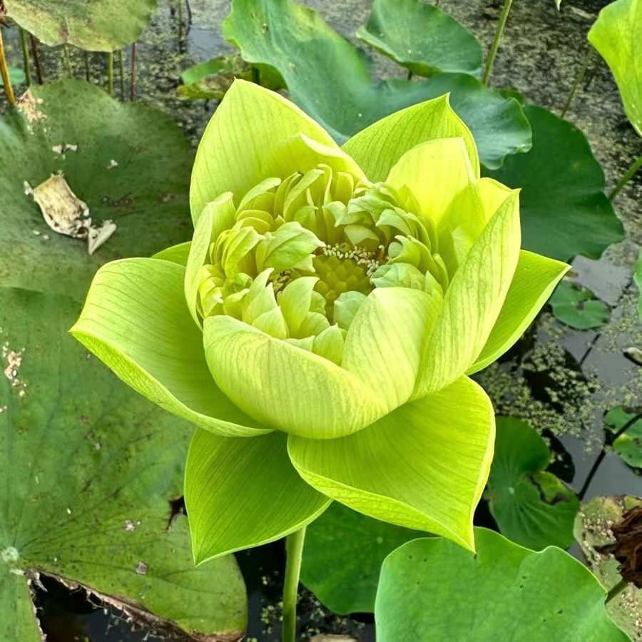 🔥Last Day 75% OFF💐The Sacred Bonsai Bowl Lotus Flower (7 days germination)