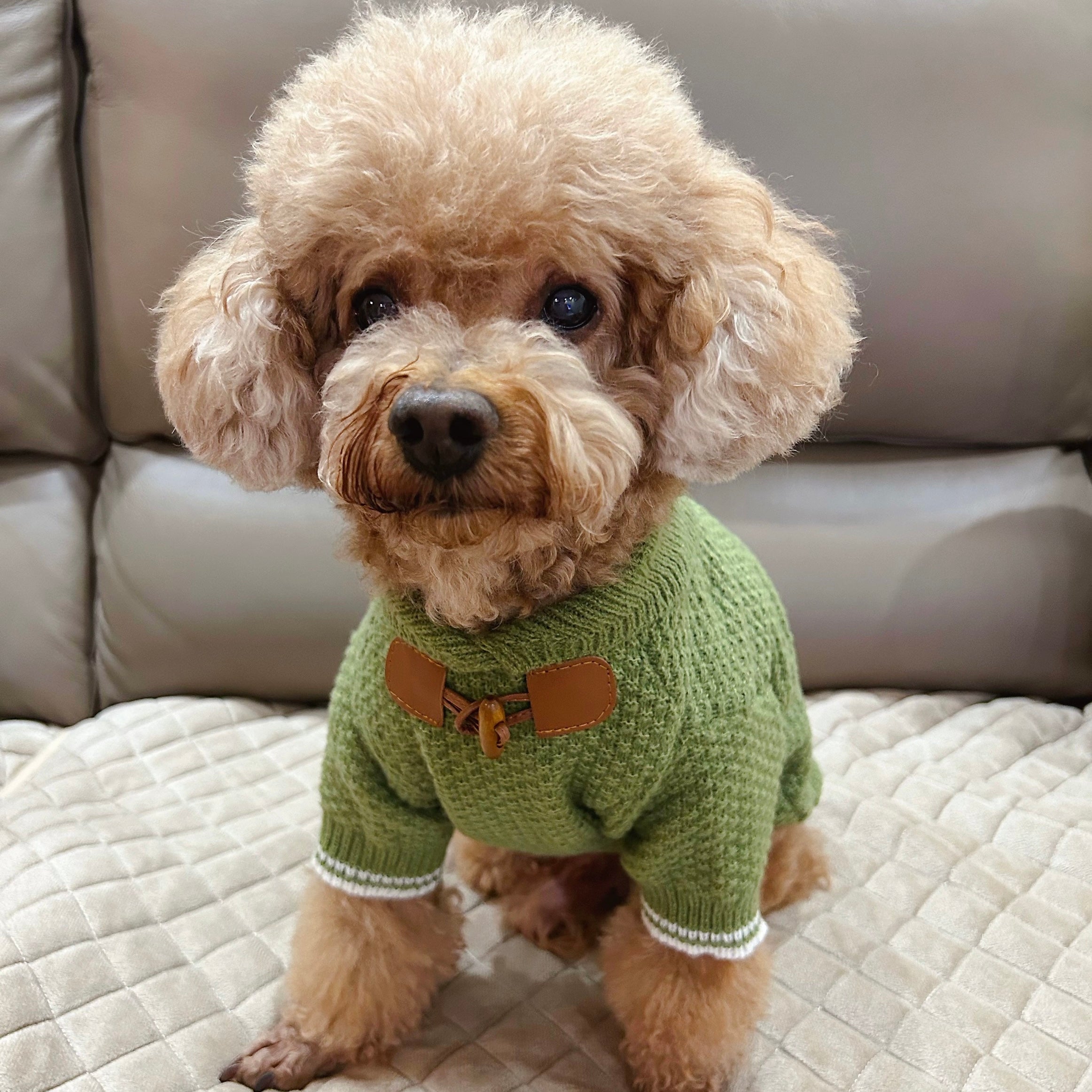 Buttoned Solid Color Casual Dog Cat Sweater