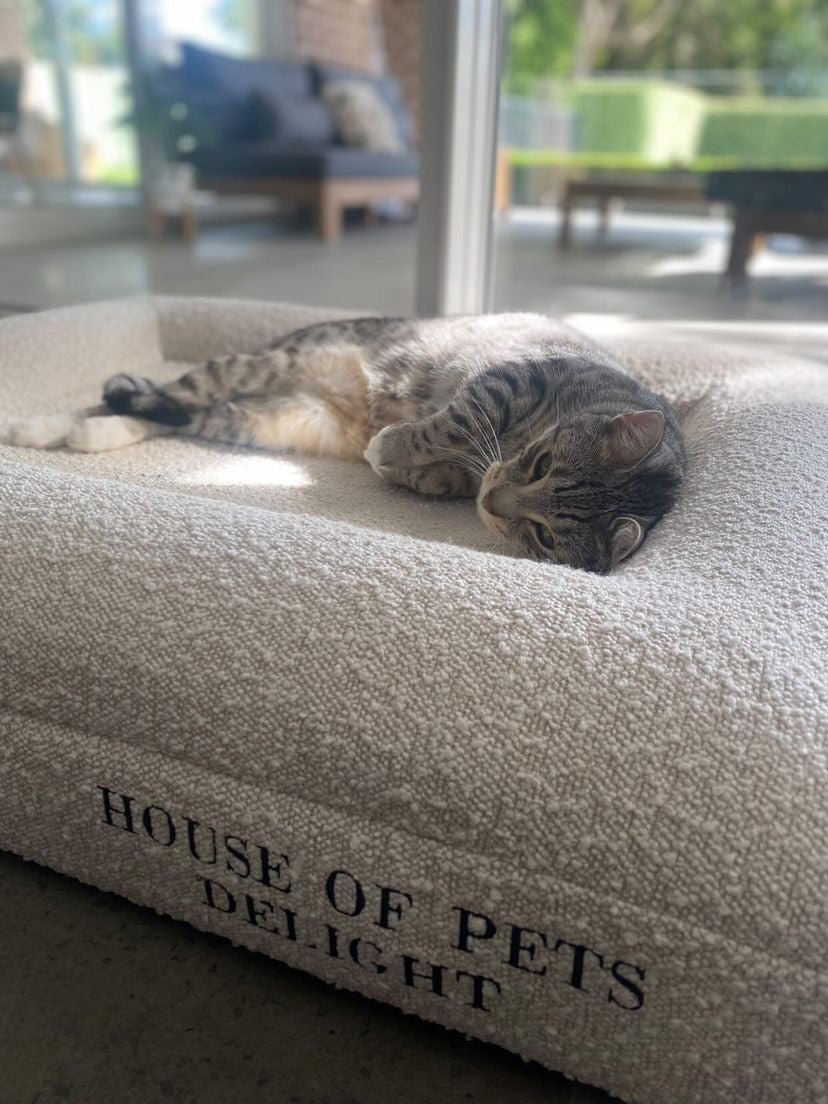 Memory Foam Dog Bed in Bouclé