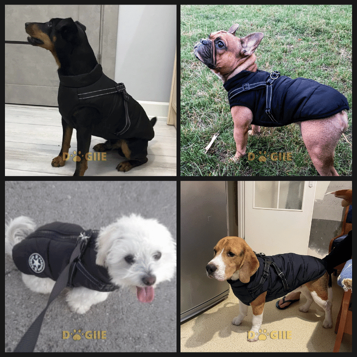 🔥  Promotion 47% OFF - Waterproof Winter Dog Jacket with Built-in Harness