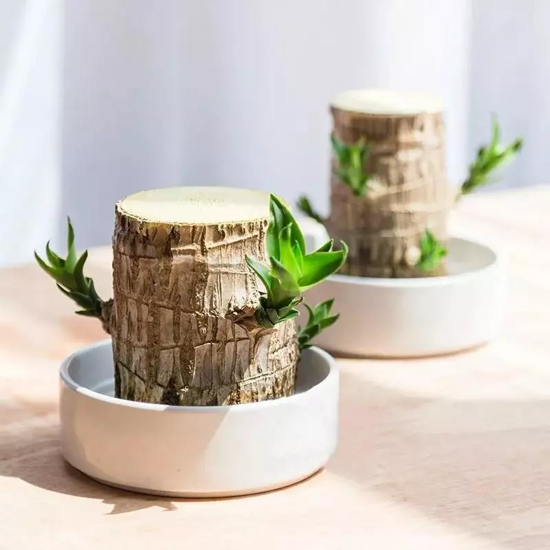 🍀Brazilian Lucky Wood Hydroponic Plants