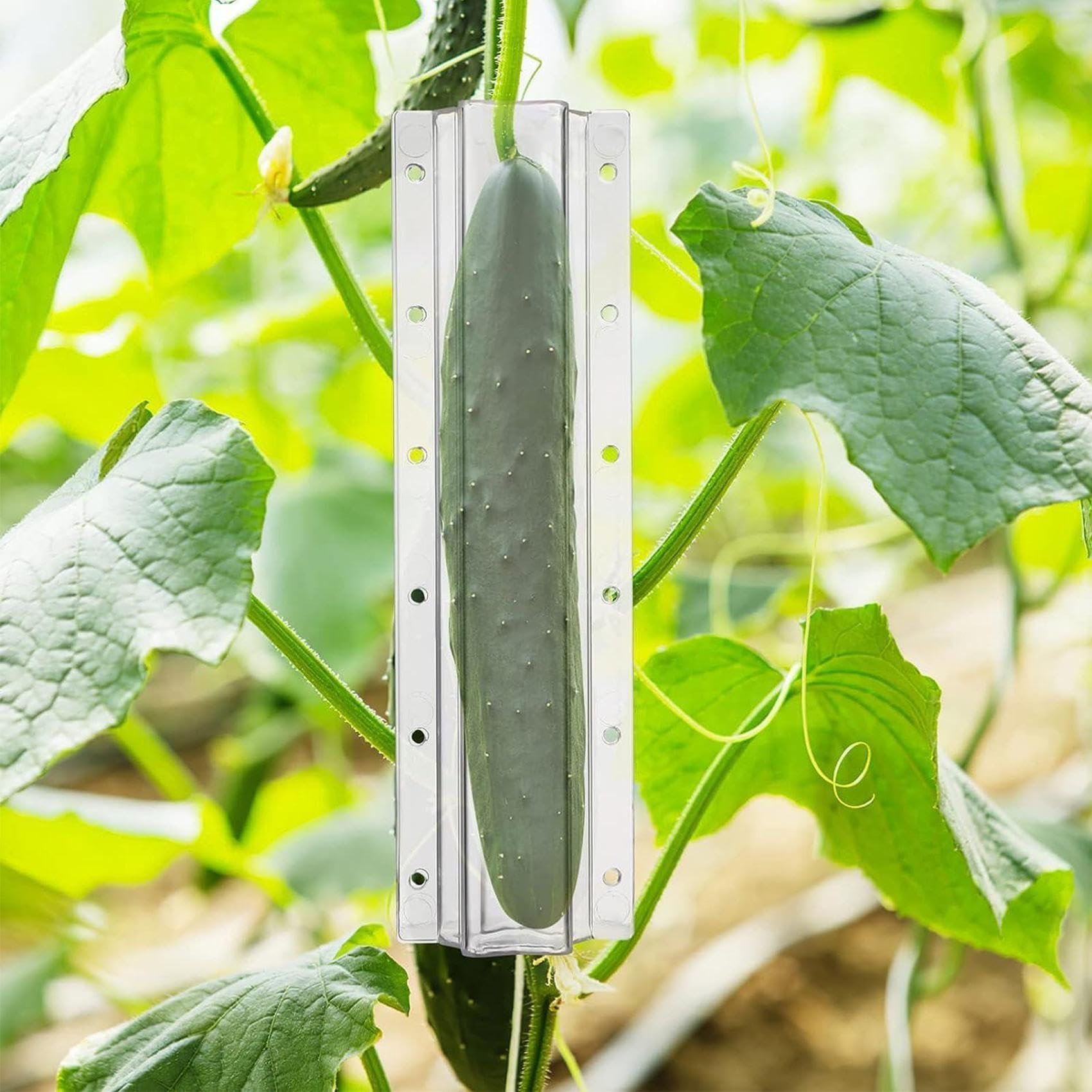 Cucumber Molds for Garden