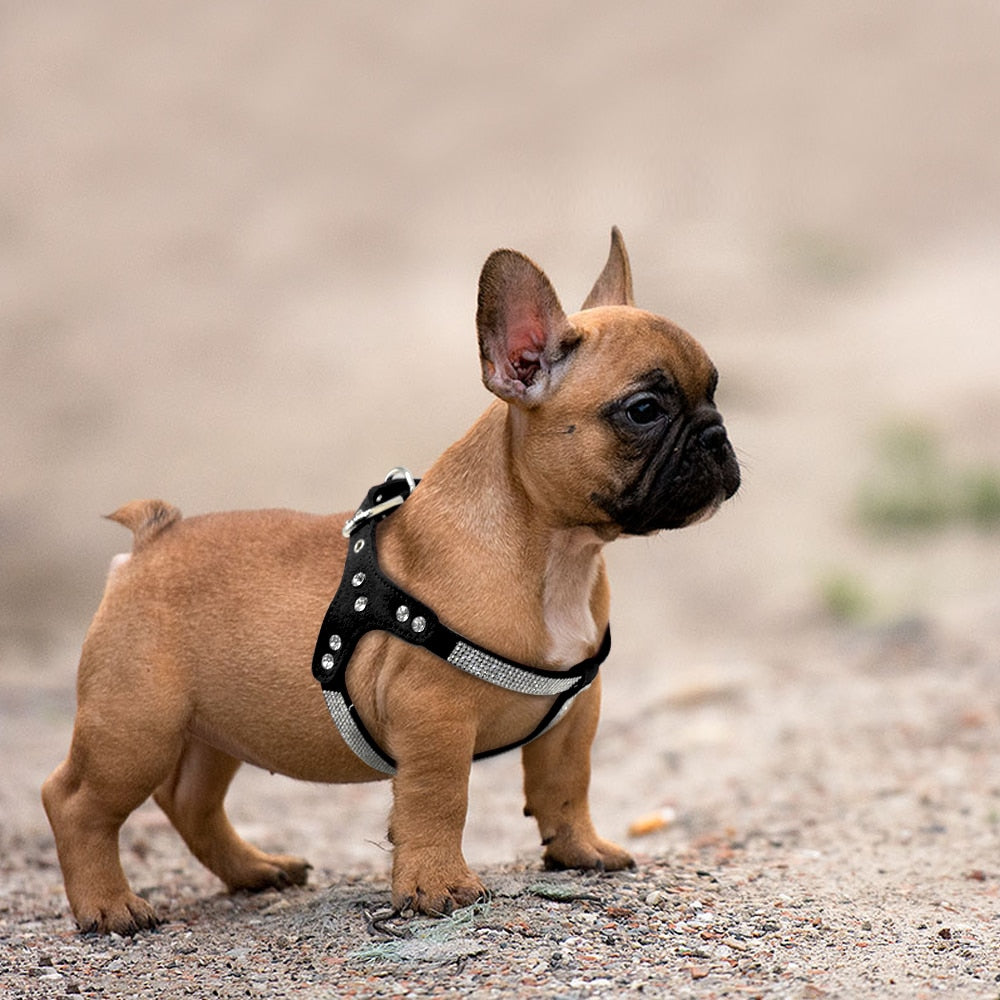 Shiny Suede Leather Dog Harness