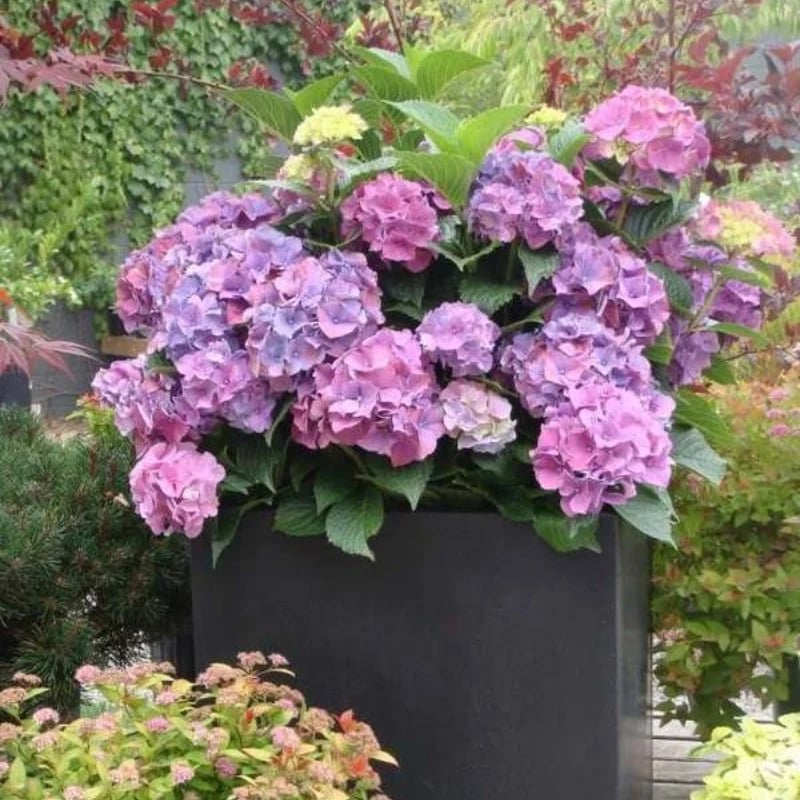 Outdoor Artificial Hydrangea Flowers💐