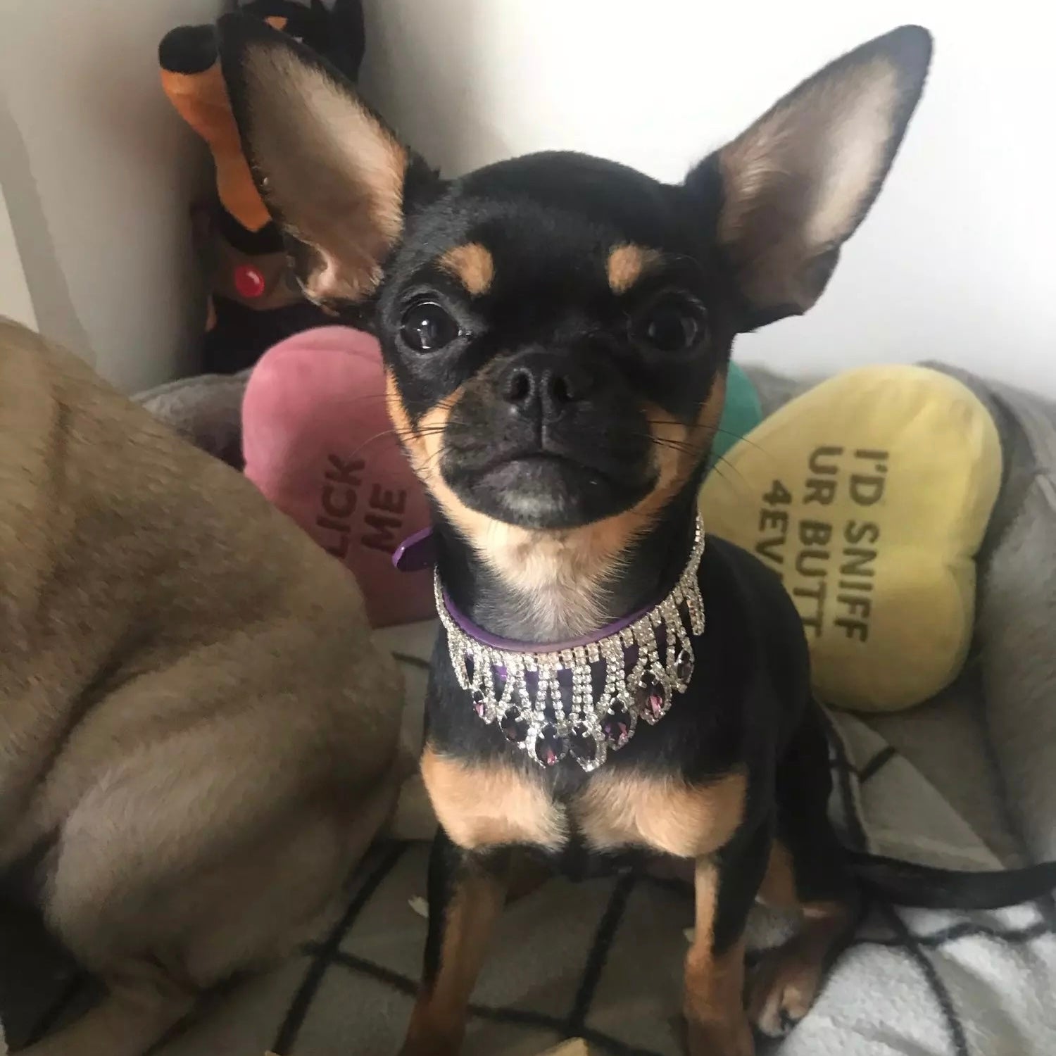 Rhinestone Necklace Dog Cat Collar