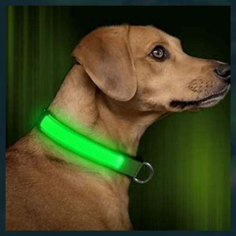 LED Dog Collar - USB Rechargeable - Glow In Dark