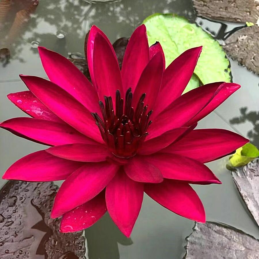 🔥Last Day 75% OFF💐The Sacred Bonsai Bowl Lotus Flower (7 days germination)