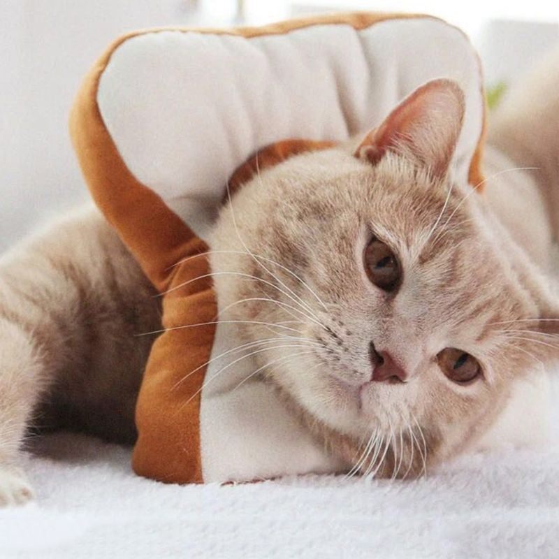 Adjustable Cat Recovery  Collar