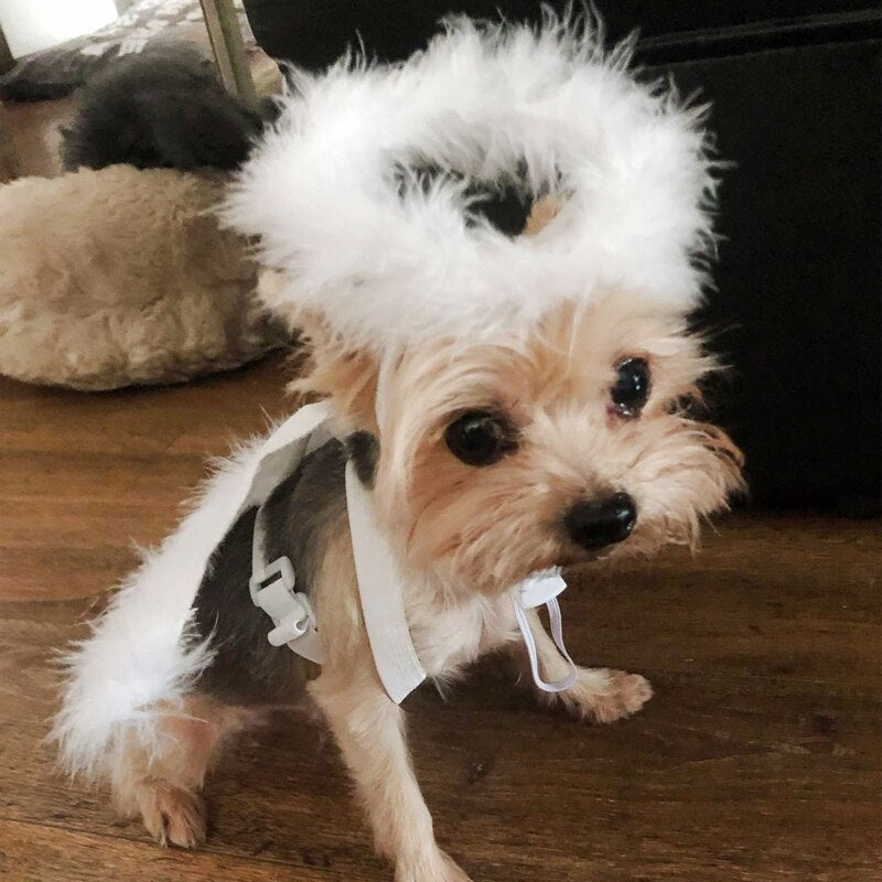 Dog Cat Feather Angel Halo Wing Pet Costume