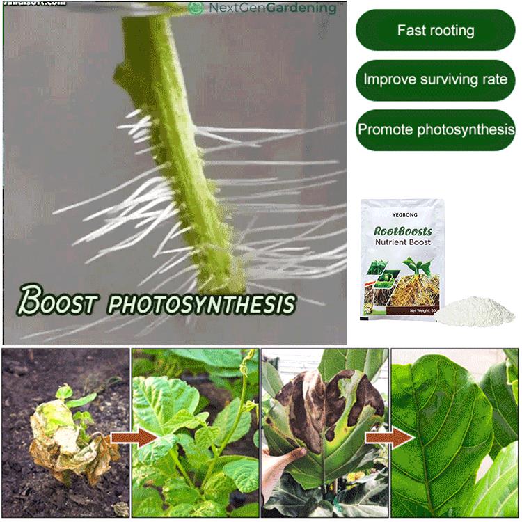 ✨Buy 5 Get 5 Free  Plant Hair Root Growth Nutrition Powder