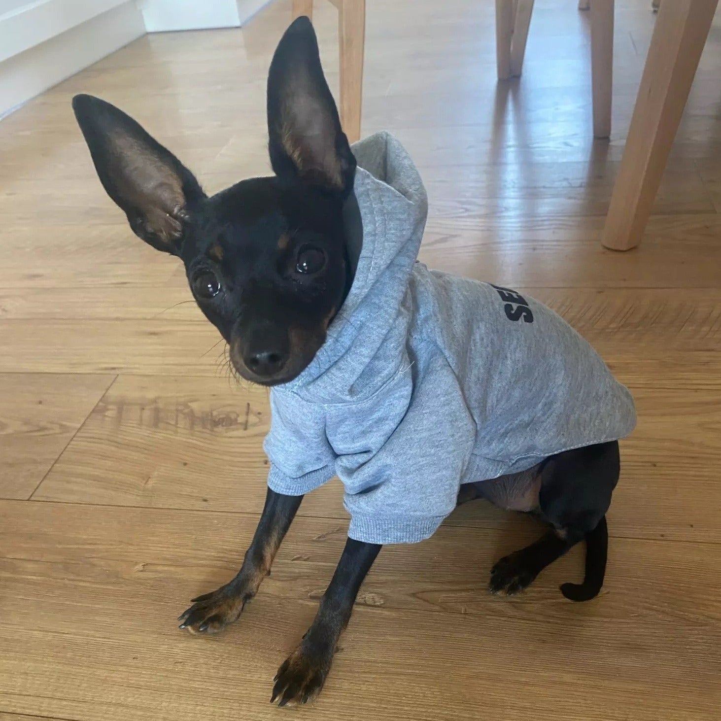 Security Printed Dog Cat Hoodies