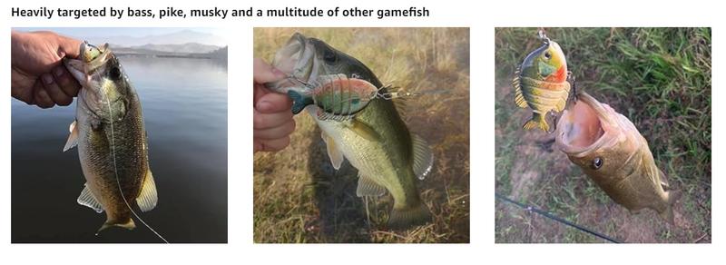 SwimPanfish Multi Jointed Panfish Bluegill