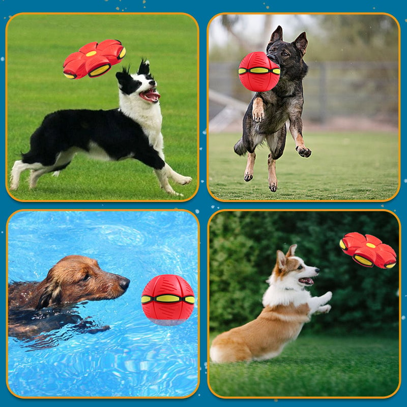 🐾Pet Toy Flying Saucer Ball🔥Buy 2 & Free Shipping